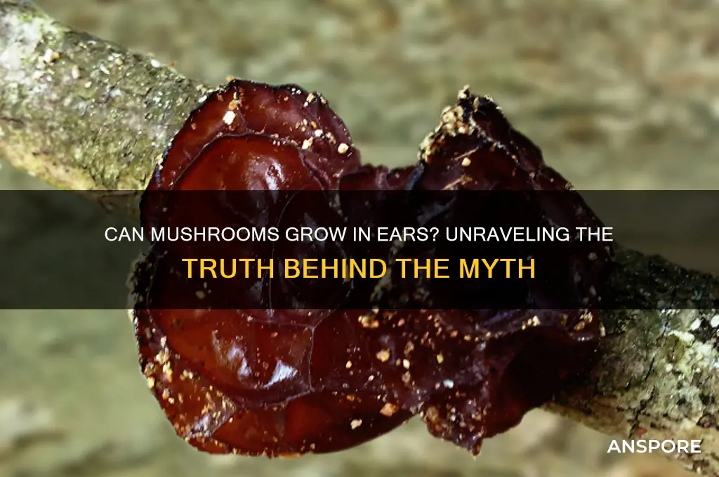 can mushrooms grow in ears