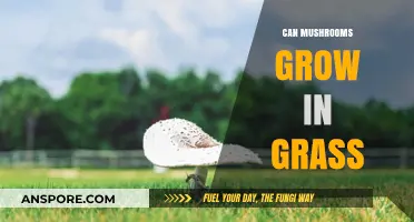 Mushrooms in Lawns: Can Fungi Thrive in Grass?