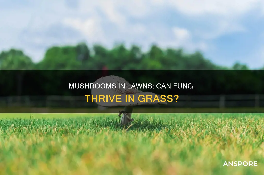 can mushrooms grow in grass