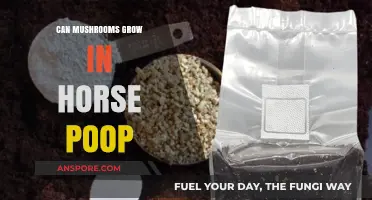 Mushrooms in Horse Manure: Unveiling the Surprising Growth Potential