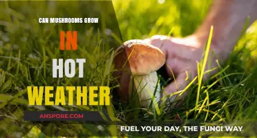 Mushroom Cultivation in Heat: Can Fungi Thrive in Hot Weather?