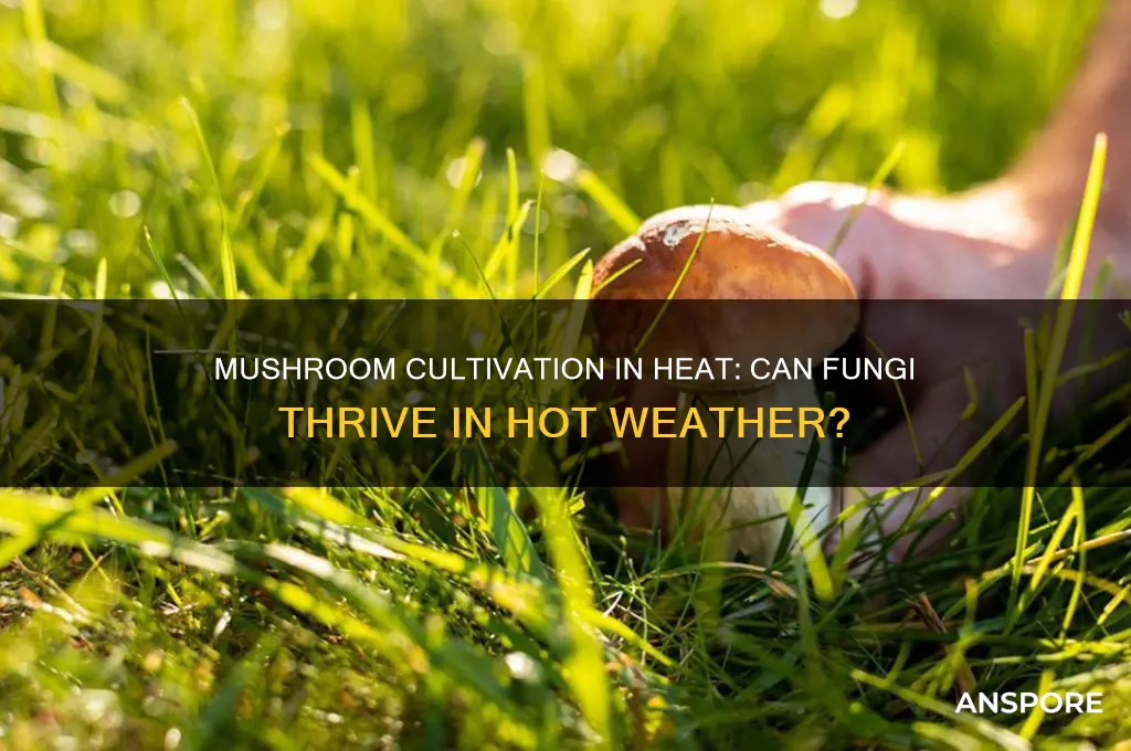 can mushrooms grow in hot weather