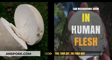 Can Mushrooms Infect Human Flesh? Unraveling the Myth and Reality