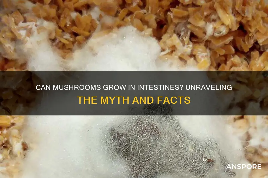 can mushrooms grow in intestines