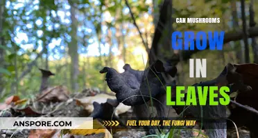 Can Mushrooms Thrive in Leaf Litter? Exploring Fungal Growth Habits