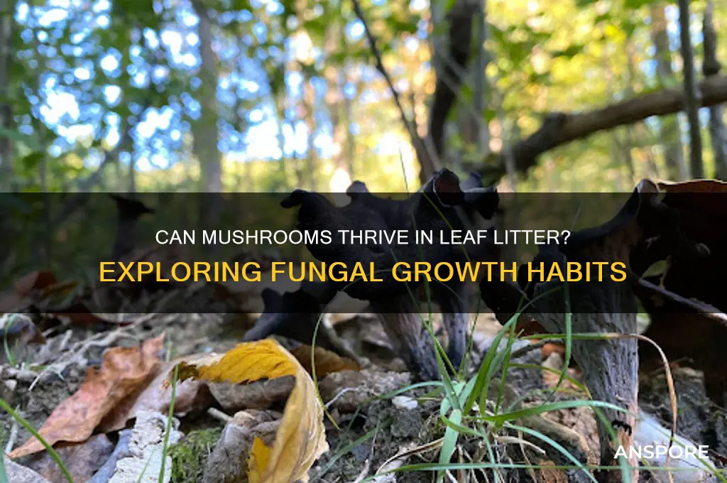 can mushrooms grow in leaves