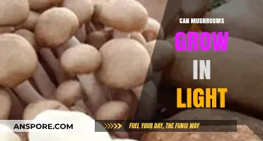 Do Mushrooms Thrive in Light? Unveiling the Truth About Their Growth