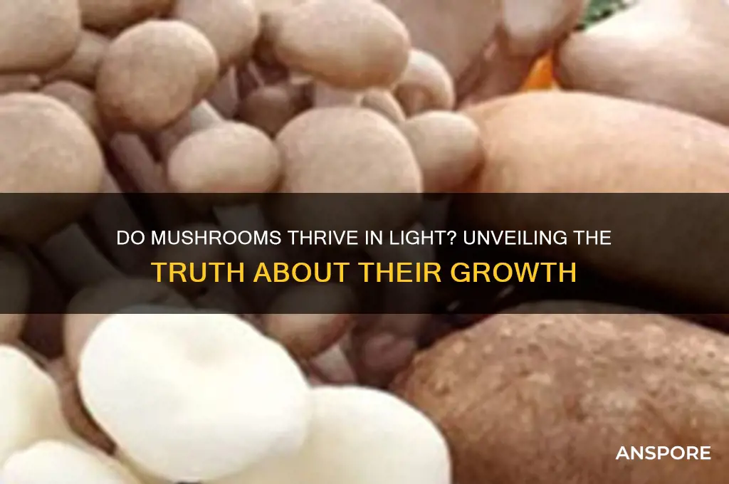 can mushrooms grow in light