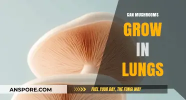 Can Mushrooms Grow in Lungs? Unraveling the Truth Behind the Myth