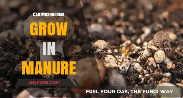 Mushrooms in Manure: Unveiling the Potential of Organic Growth