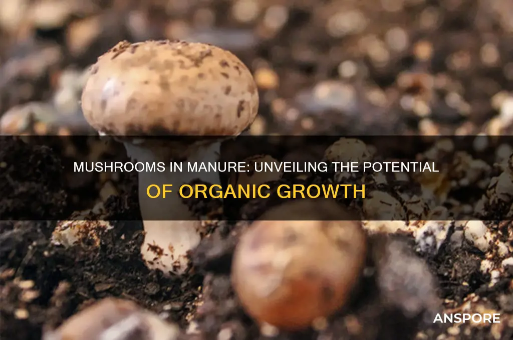 can mushrooms grow in manure
