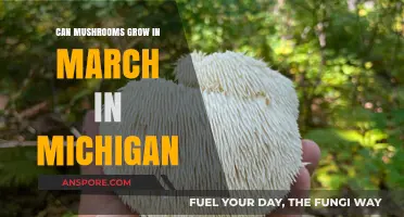March Mushroom Growth in Michigan: Possibilities and Conditions