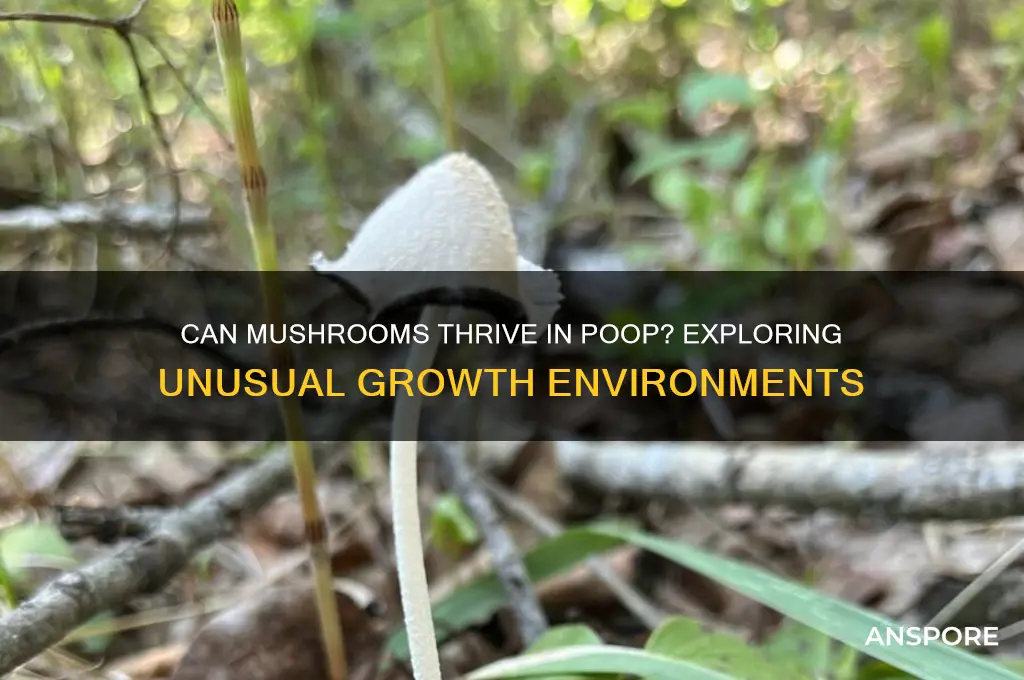 can mushrooms grow in poop
