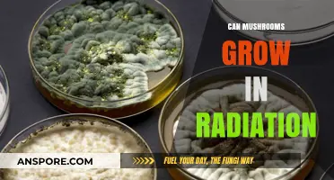 Mushrooms and Radiation: Unveiling Their Survival in Extreme Environments