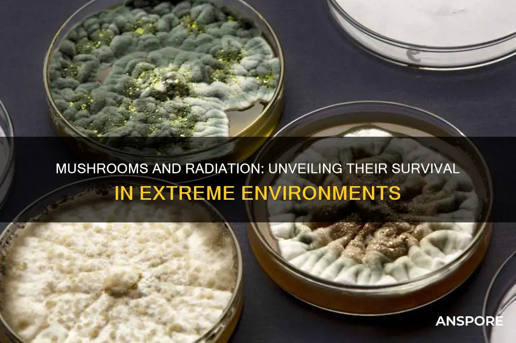 can mushrooms grow in radiation