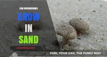 Can Mushrooms Thrive in Sand? Exploring Unconventional Growing Mediums