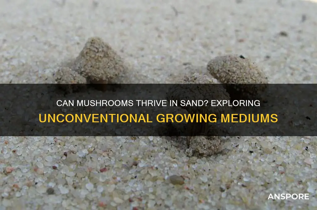 can mushrooms grow in sand