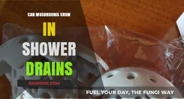 Mushrooms in Shower Drains: Causes, Risks, and Prevention Tips
