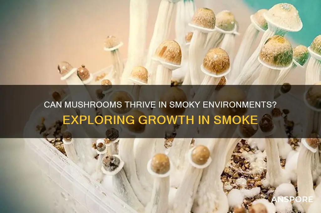 can mushrooms grow in smoke