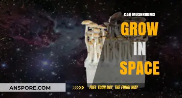 Can Mushrooms Thrive in Zero Gravity? Exploring Space Fungus Potential