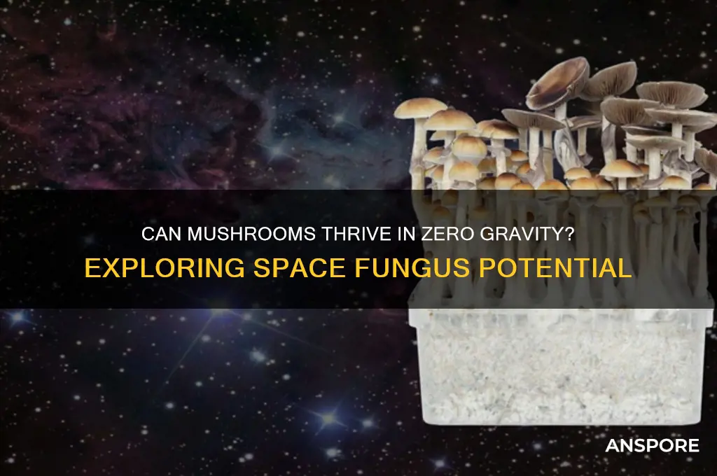 can mushrooms grow in space