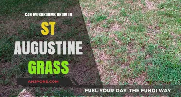 Mushrooms in St. Augustine Grass: Can They Thrive Together?