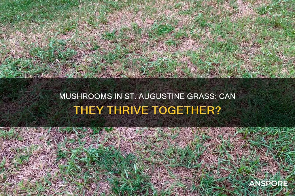 can mushrooms grow in st augustine grass