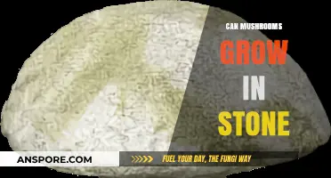 Can Mushrooms Thrive in Stone? Unveiling the Surprising Truth