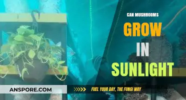 Do Mushrooms Thrive in Sunlight? Exploring Light's Role in Fungal Growth