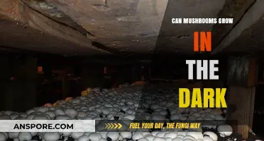 Can Mushrooms Thrive in Darkness? Exploring Fungal Growth Without Light