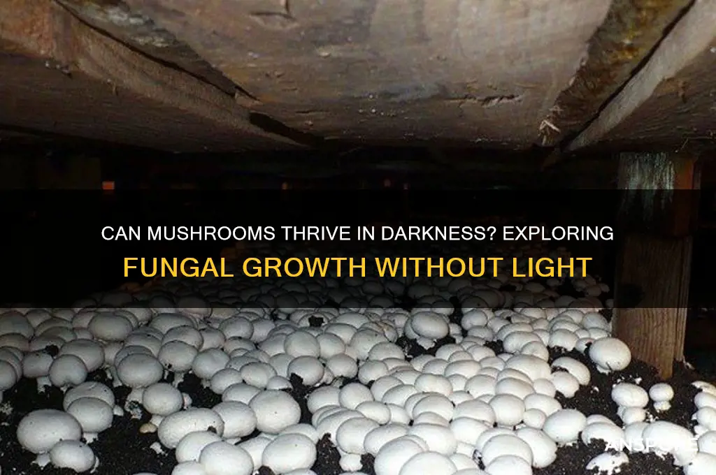 can mushrooms grow in the dark