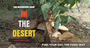 Can Mushrooms Thrive in Arid Desert Conditions? Surprising Facts Revealed