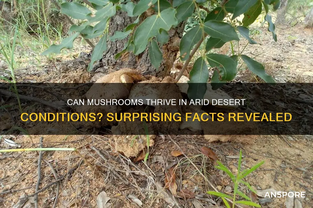 can mushrooms grow in the desert