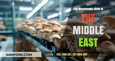 Exploring Mushroom Cultivation in the Middle East: Possibilities and Challenges
