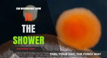 Can Mushrooms Thrive in Your Shower? Surprising Growth Conditions Explained
