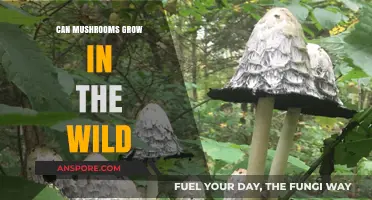 Exploring Nature's Bounty: Wild Mushrooms and Their Natural Habitats