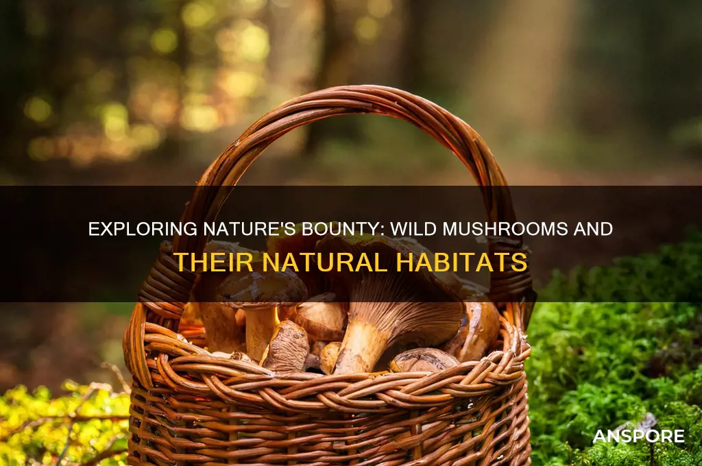 can mushrooms grow in the wild