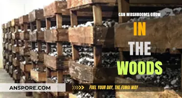 Exploring Nature's Bounty: Do Mushrooms Thrive in Woodland Environments?