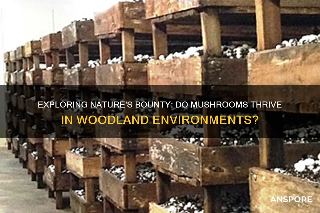 can mushrooms grow in the woods