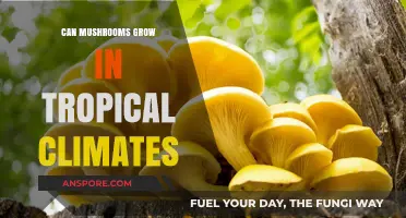 Mushroom Cultivation in Tropical Climates: Challenges and Opportunities