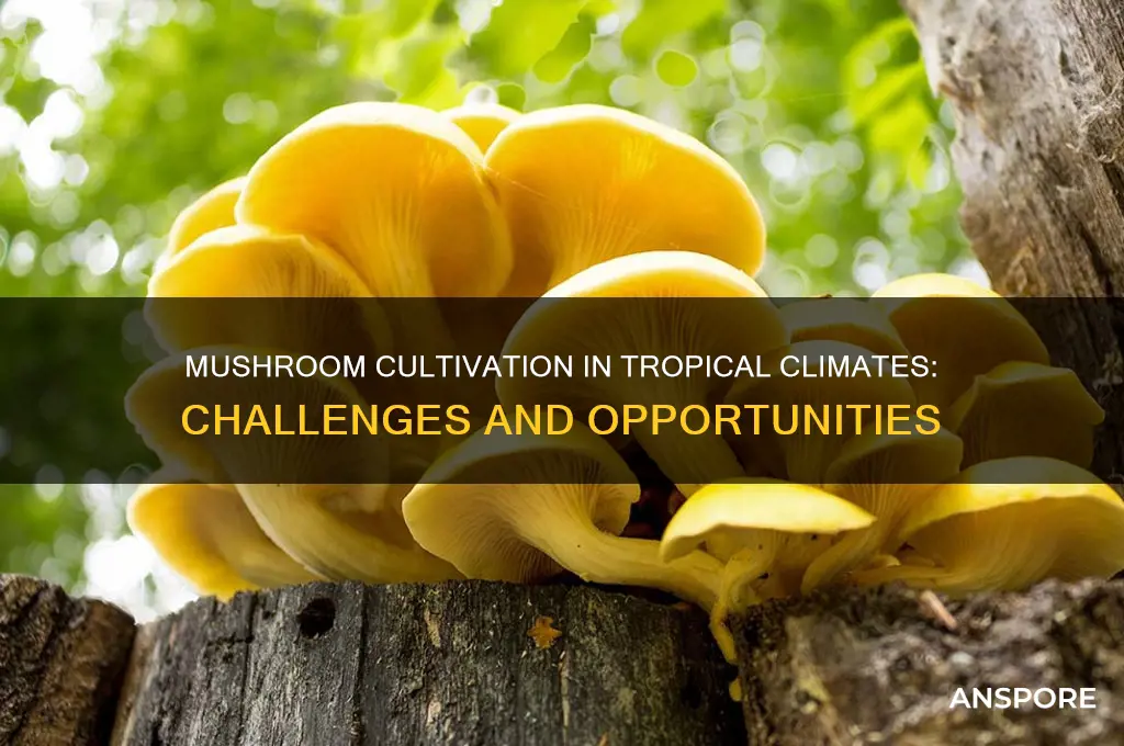 can mushrooms grow in tropical climates