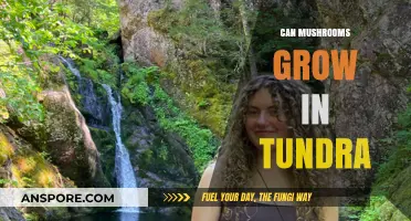 Mushroom Growth in Tundra: Exploring Arctic Fungi Survival and Adaptation