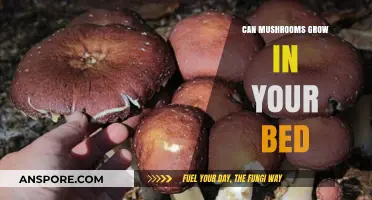 Can Mushrooms Grow in Your Bed? Uncovering the Truth and Risks