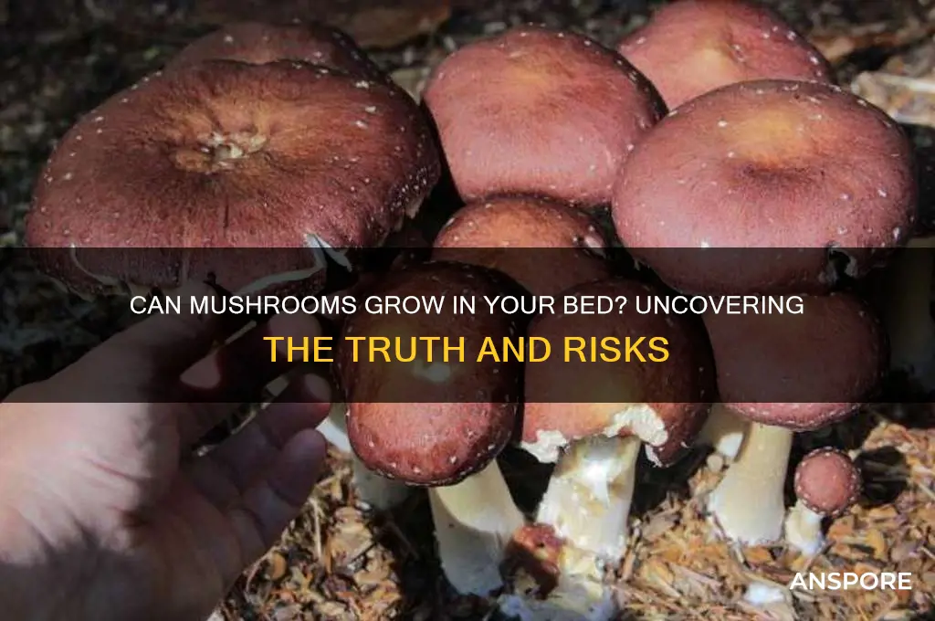 can mushrooms grow in your bed