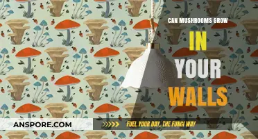 Can Mushrooms Grow in Your Walls? Causes and Prevention Tips
