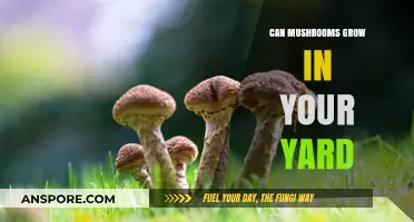 Can Mushrooms Thrive in Your Yard? A Complete Guide