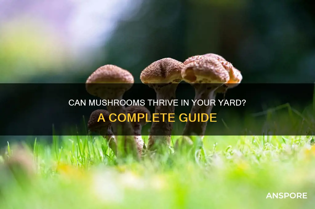 can mushrooms grow in your yard
