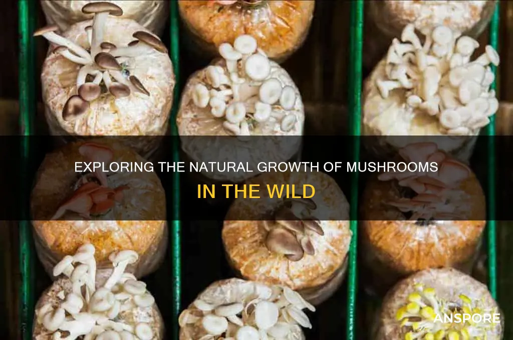 can mushrooms grow naturally