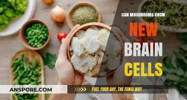 Mushrooms and Neurogenesis: Can Fungi Stimulate Brain Cell Growth?