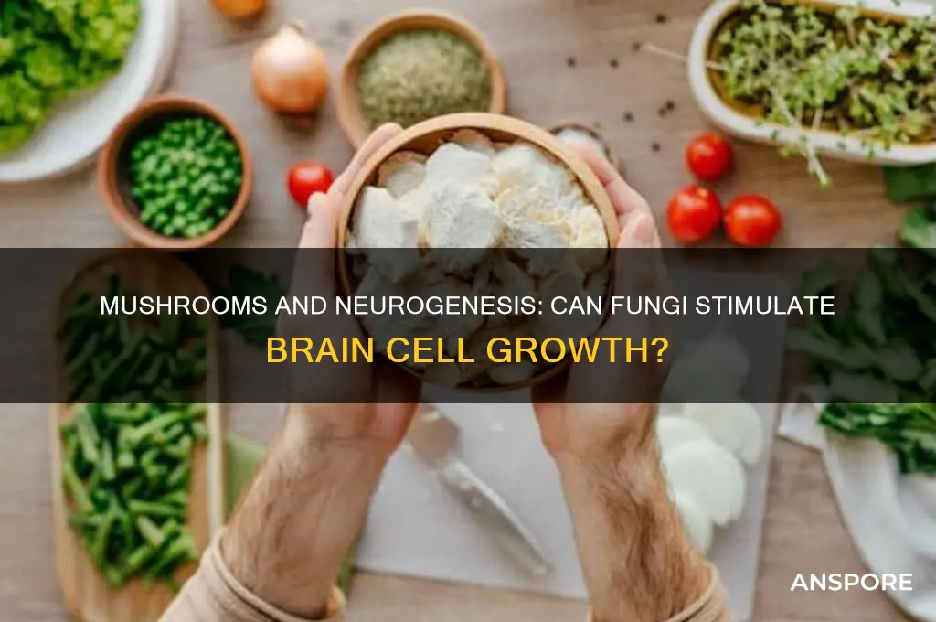 can mushrooms grow new brain cells